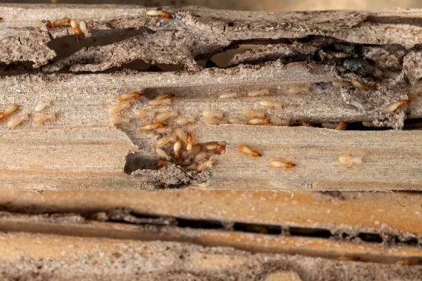 Best Residential Pest Control  in Louisville, TN